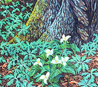 Trillium flowers in woods oil painting